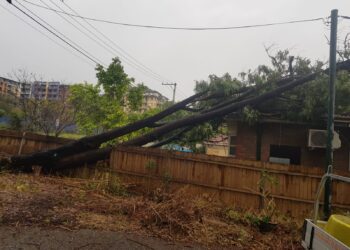 How to Keep Your Trees Healthy in North Shore