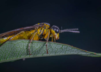 Does Peppermint Oil Spray Keep the Wasps Away?