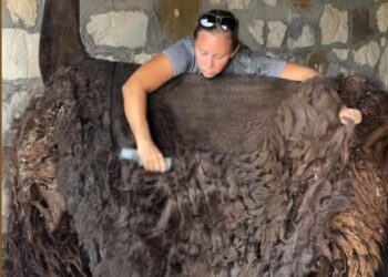 Shearing Season Done Right: Why Leslie Lane Llama Farm Is a Top Choice