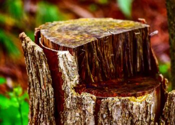 Why You Shouldn’t Leave a Tree Stump in Your Yard